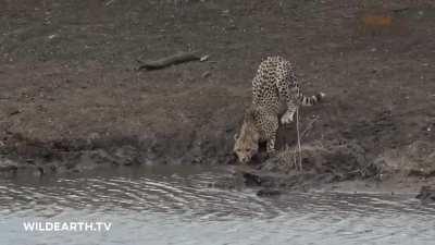 A young male cheetah in South Africa wasn't fast enough. (Whack! ...and gone is the cat!) [credits: wildearth.tv]