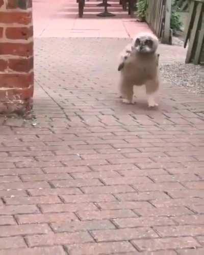 Fledgling owl practising his hunting