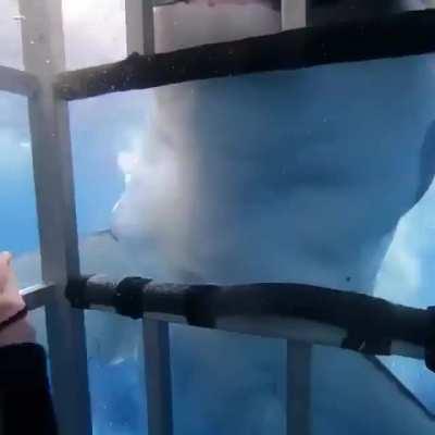 Great White Shark tries to tear the dive cage.