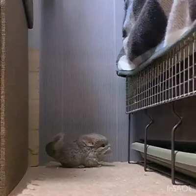 You have now seen a baby chinchilla