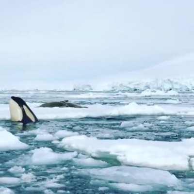 Orcas “spyhopping”, a Cetacean surfacing behaviour. Spyhopping is controlled and slow, and can last for minutes at a time if the whale is sufficiently inquisitive about whatever it is viewing.