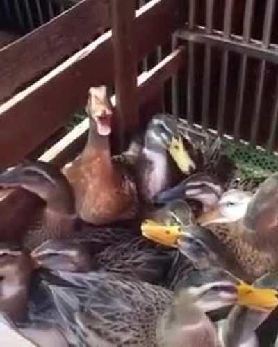 This duck laughing at your mistakes