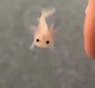 Newborn axolotl.