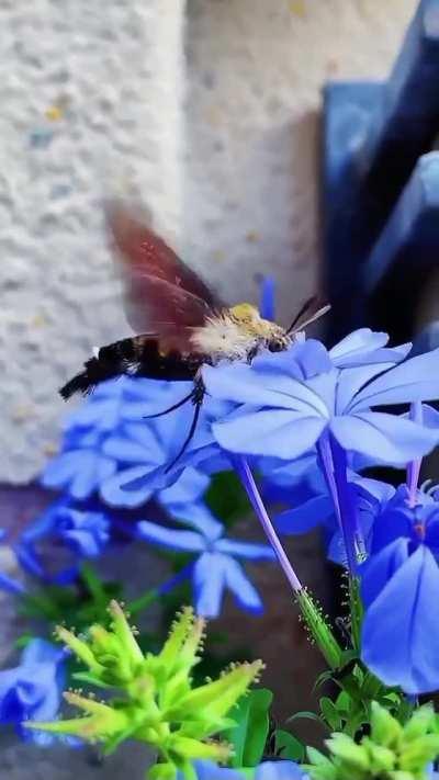 🔥 A hummingbird hawk-moth feeding on nectar