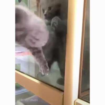 kitten does a jail break