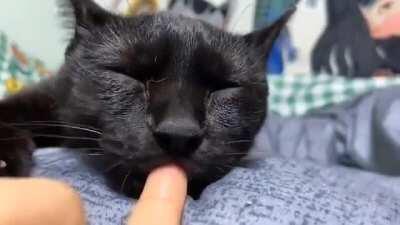 Sleepy cat won't let go of the finger from its mouth.