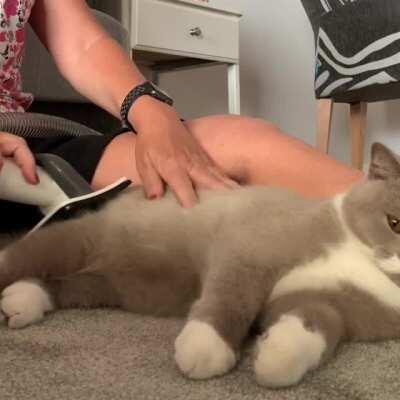 He adores being vacuumed. As soon as I bring the vacuum out he will run up and lie next to me in anticipation of his spa day.