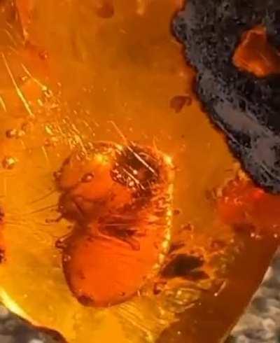 22 million year old amber with a termite inside, it's last meal still visible.