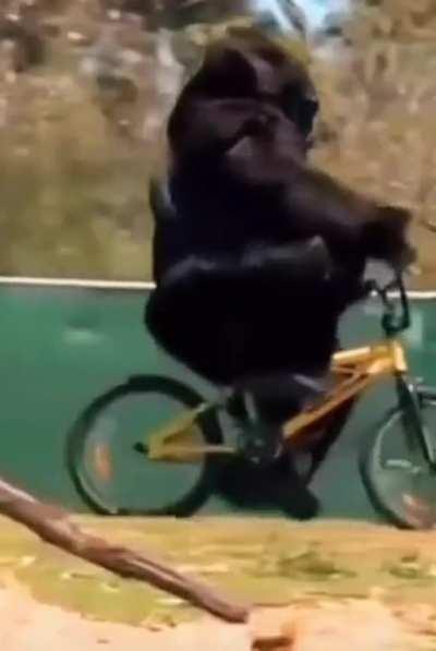 Monkey Ride bike