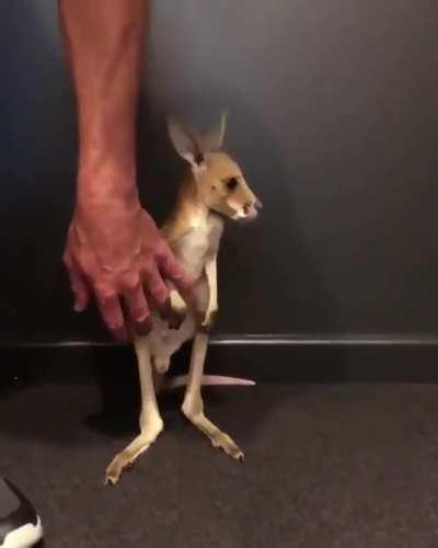 Am I the only one who has never seen a baby kangaroo?!