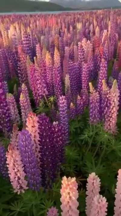 🔥 A field of Lupins New Zealand.