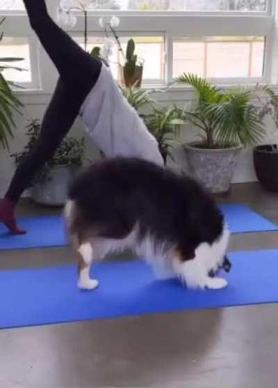 A canine yoga routine 