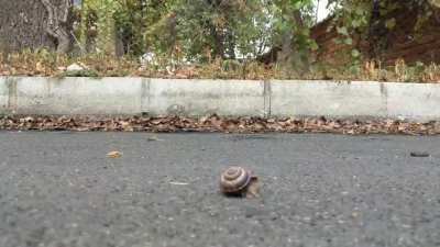 Snail walkover