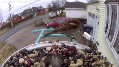 Bird get territorial at feeder