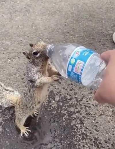 This guy’s squirrel taming skills are on point