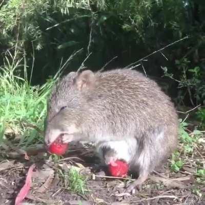 🔥 A potoroo and her baby snacking on strawberries at Cleland Wildlife Park in Australia.