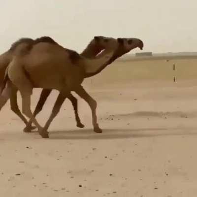 New sprinter strain of camels have allowed for enhanced speed in combat.