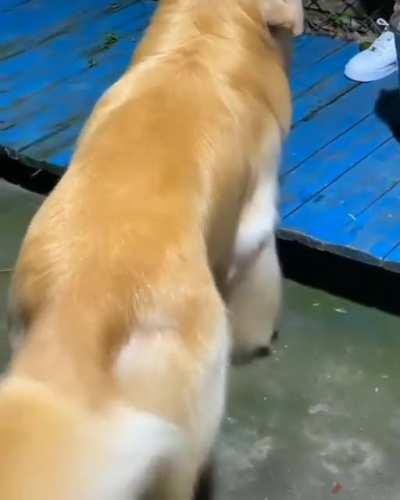 This Golden Retriever’s silky smooth fur