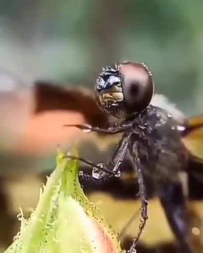 A dragonfly wiping rain from its face. Incredible footage.