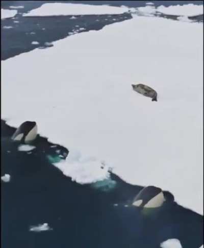 the way these orcas work together to catch prey