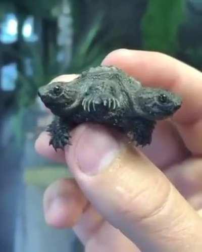 A Two Headed Turtle .