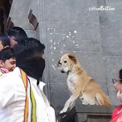 Dog Tries To Shake Hands With People Outside Temple.