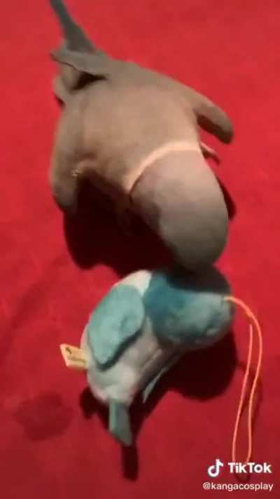 This bird loves his new toy so much, that he can't stop kissing it