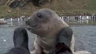 A baby elephant seal curious about a photographer