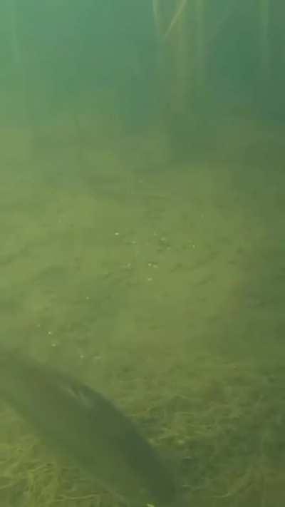 🔥 Large mouth bass gulps a frog