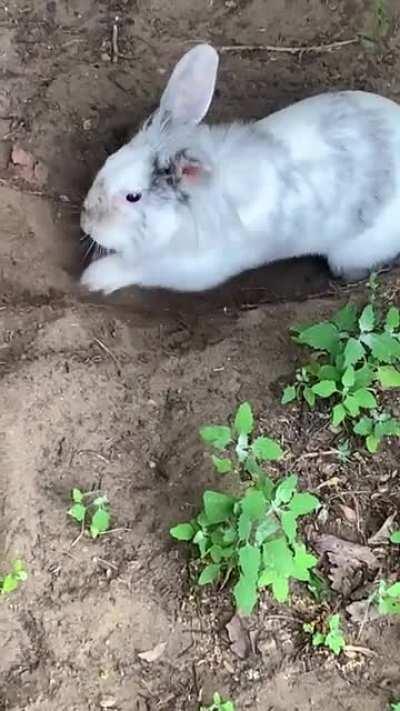 She sure loves playing in the dirt in our garden.