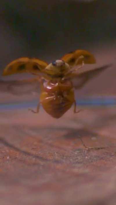 Here is what a ladybug taking off looks like in slow motion