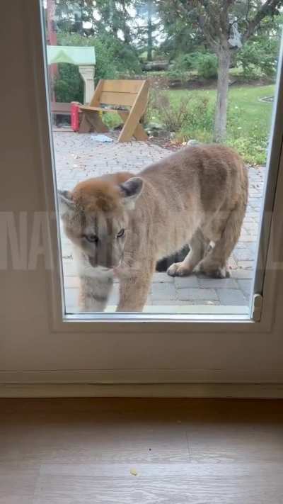 Mountain lion stalks child