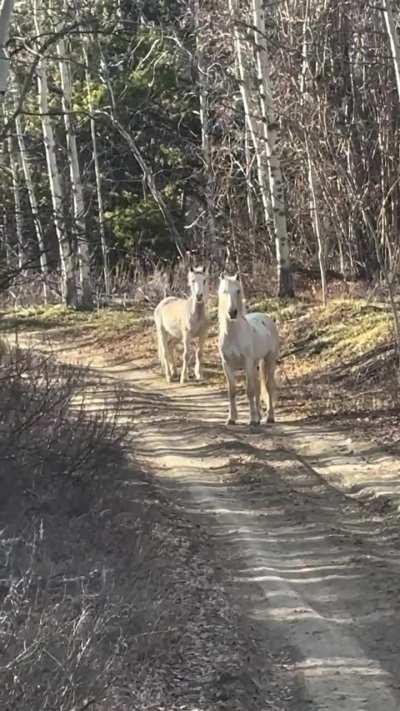 🔥 A curious wild horse couple encounters domesticated horses with riders