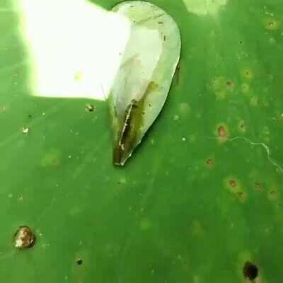 Shrimp isolated in a water droplet using surface tension to make their way back to the water