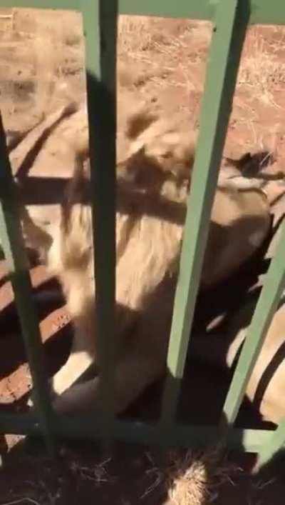 Yes, pet lion