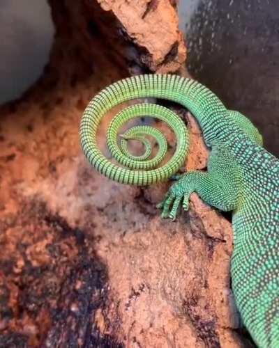 🔥 Emerald Tree Monitor With A Hypnotizing Tail