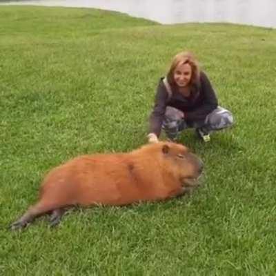 É para isso que entro aqui domingo de manhã [+capivara]