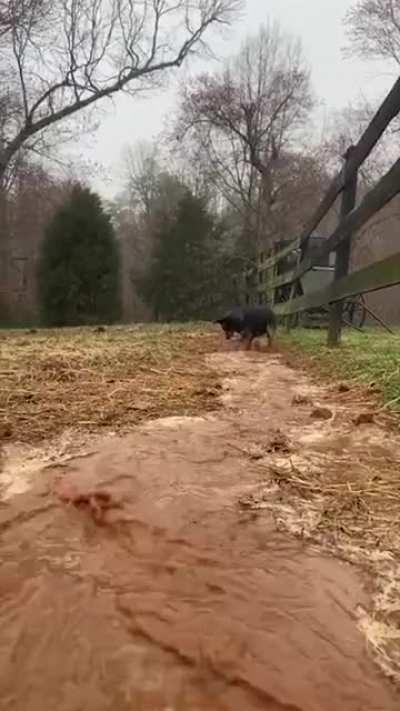 Irrigation dog doing his job