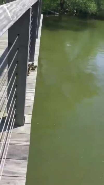 Ducklings jumping one by one into water pond in Southampton, NY