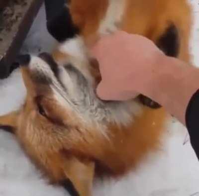 Don't boop the fox snoot!