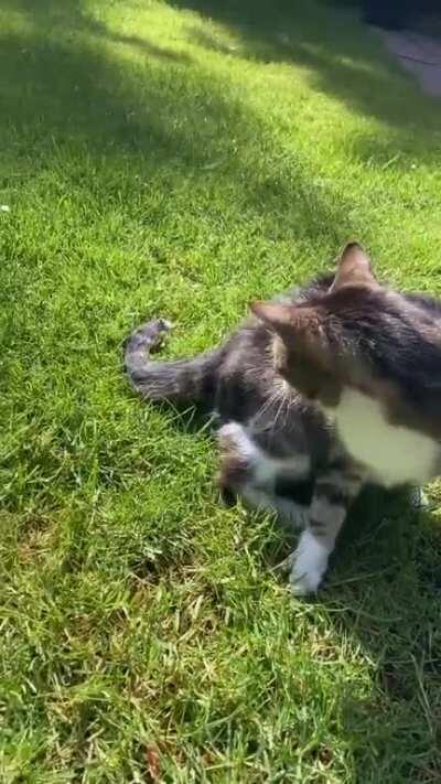 Here’s my 17 year old cat doing a sick flip trick with her stick