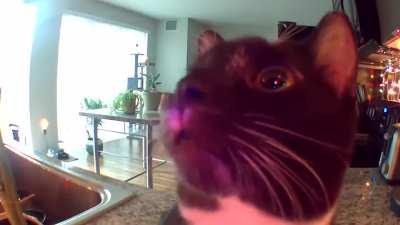 Cat is confused after hearing owners voice from camera