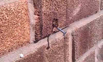 Bee trying to pull a Nail out of Brick Wall