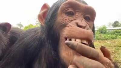 Bili checking himself out in the selfie camera at Lwiro Primates