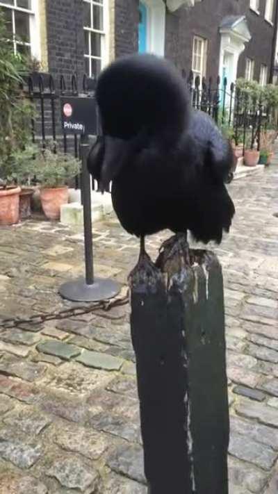 the sound of this puffy raven