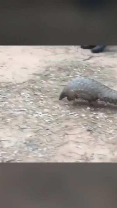 Pangolins walk on two legs.