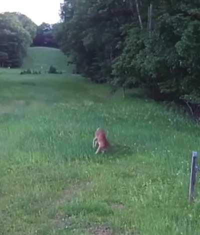 This doe stomping a hawk into the ground after it went after a rabbit