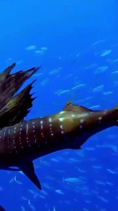 Beautiful Pacific Sailfish