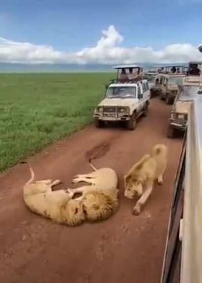 Lions causing traffic jam