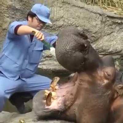 So casually brushing the teeth of one of the most dangerous animals on the planet